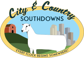 City & Country Southdowns - "Every flock begins somewhere"