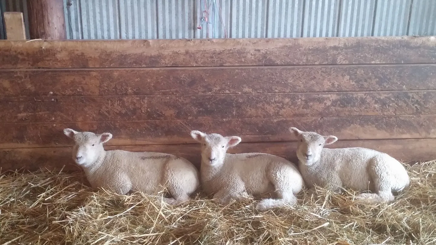 Three Peas in a Pod - triplet lambs