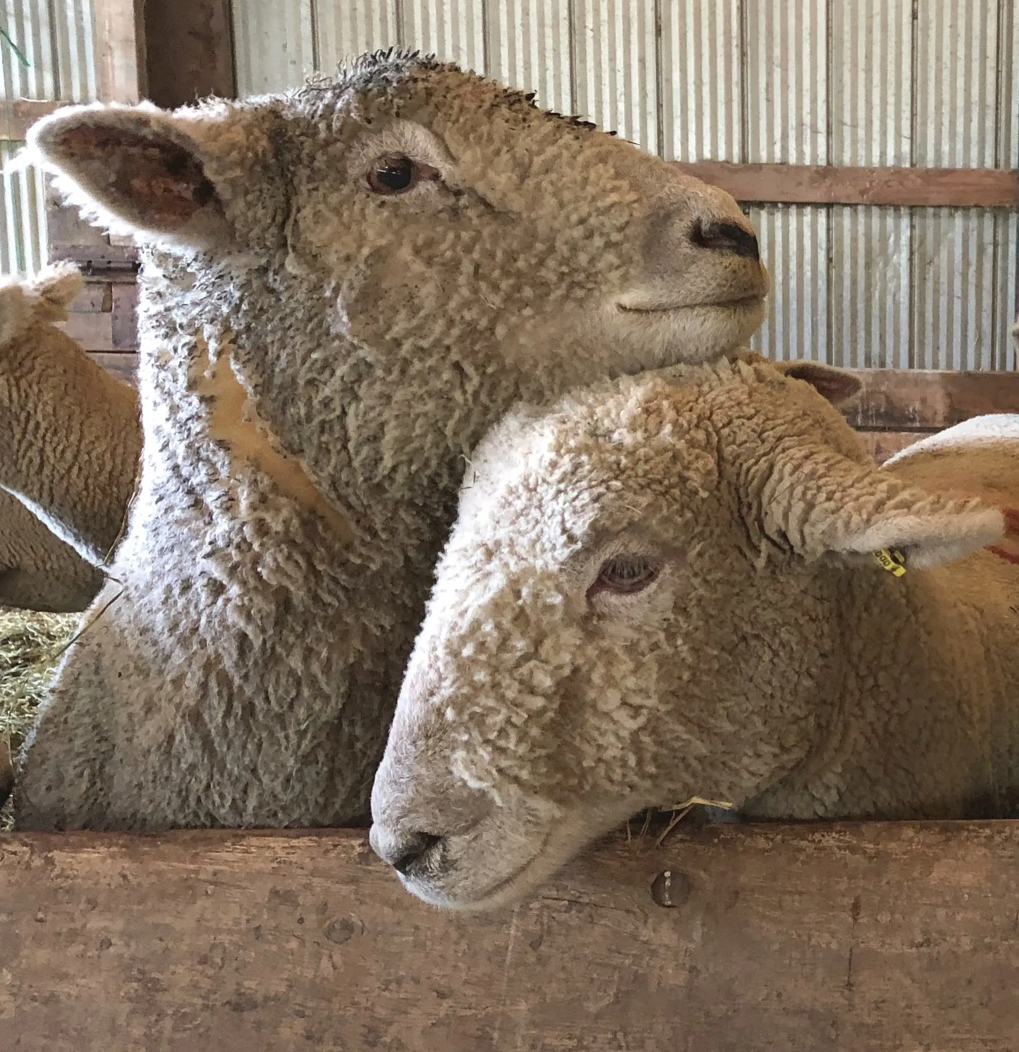 Bailey and Breese - Southdown sheep