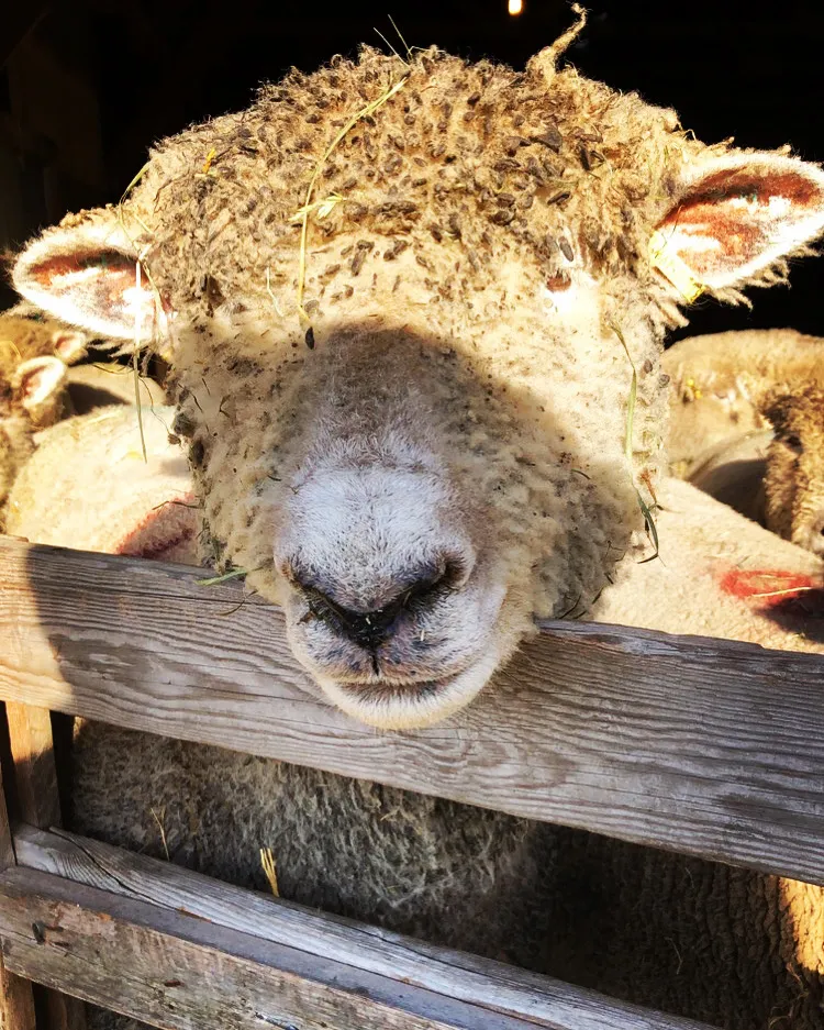 Bailey - Southdown ewe