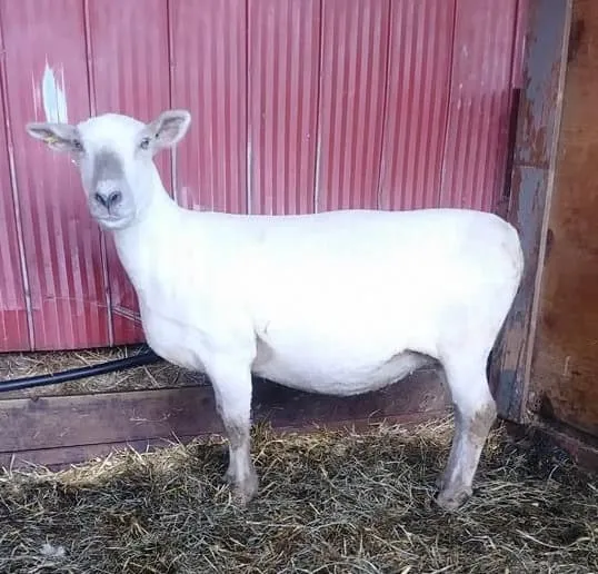 Brooklyn City & Country 3B - Southdown ewe