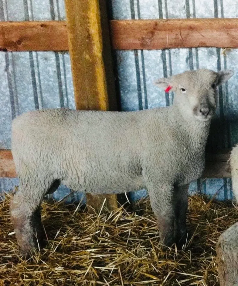 Christopher 7C - Southdown ram