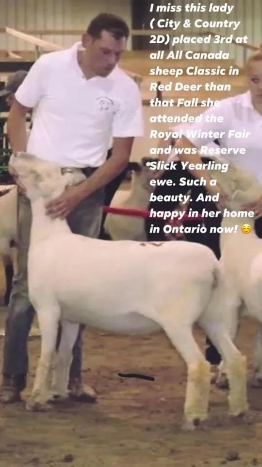 City & Country 2D - Champion Southdown sheep