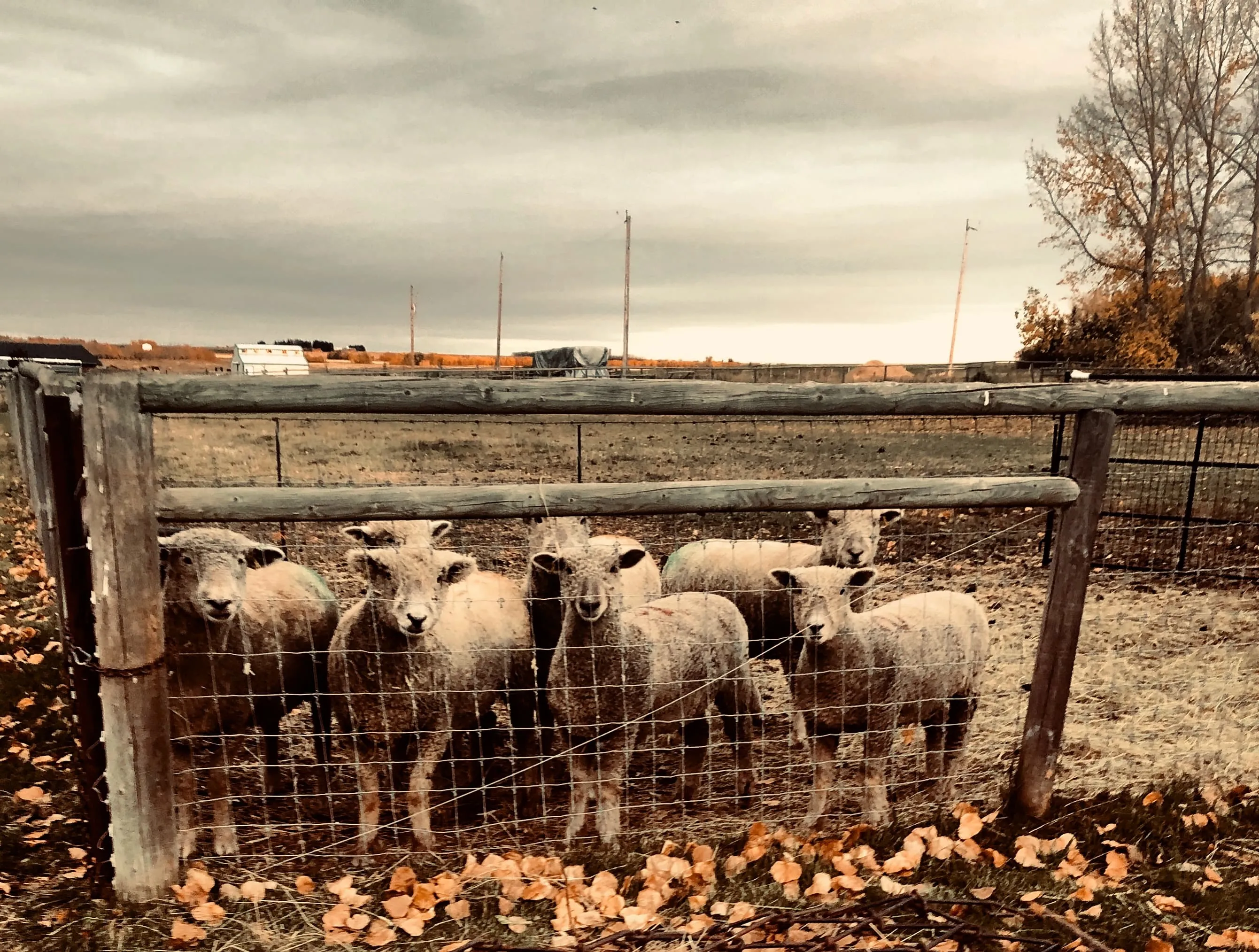 Fall 2020 Alberta - sheep grazing in fall