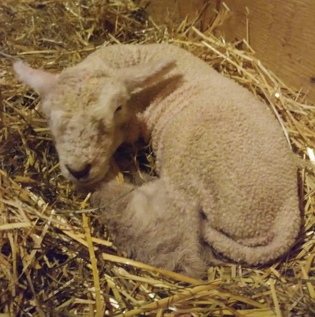 Grady - Southdown ram portrait
