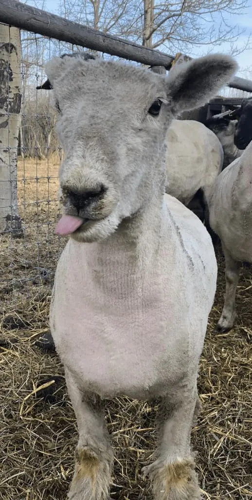 Hollie - Southdown sheep portrait