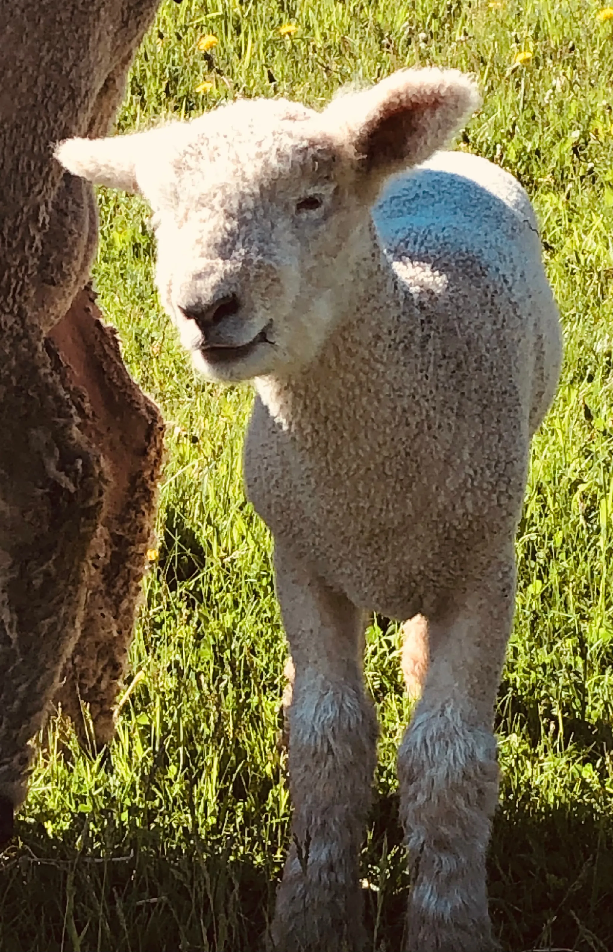 City & Country Jaelynn 9J champion sheep