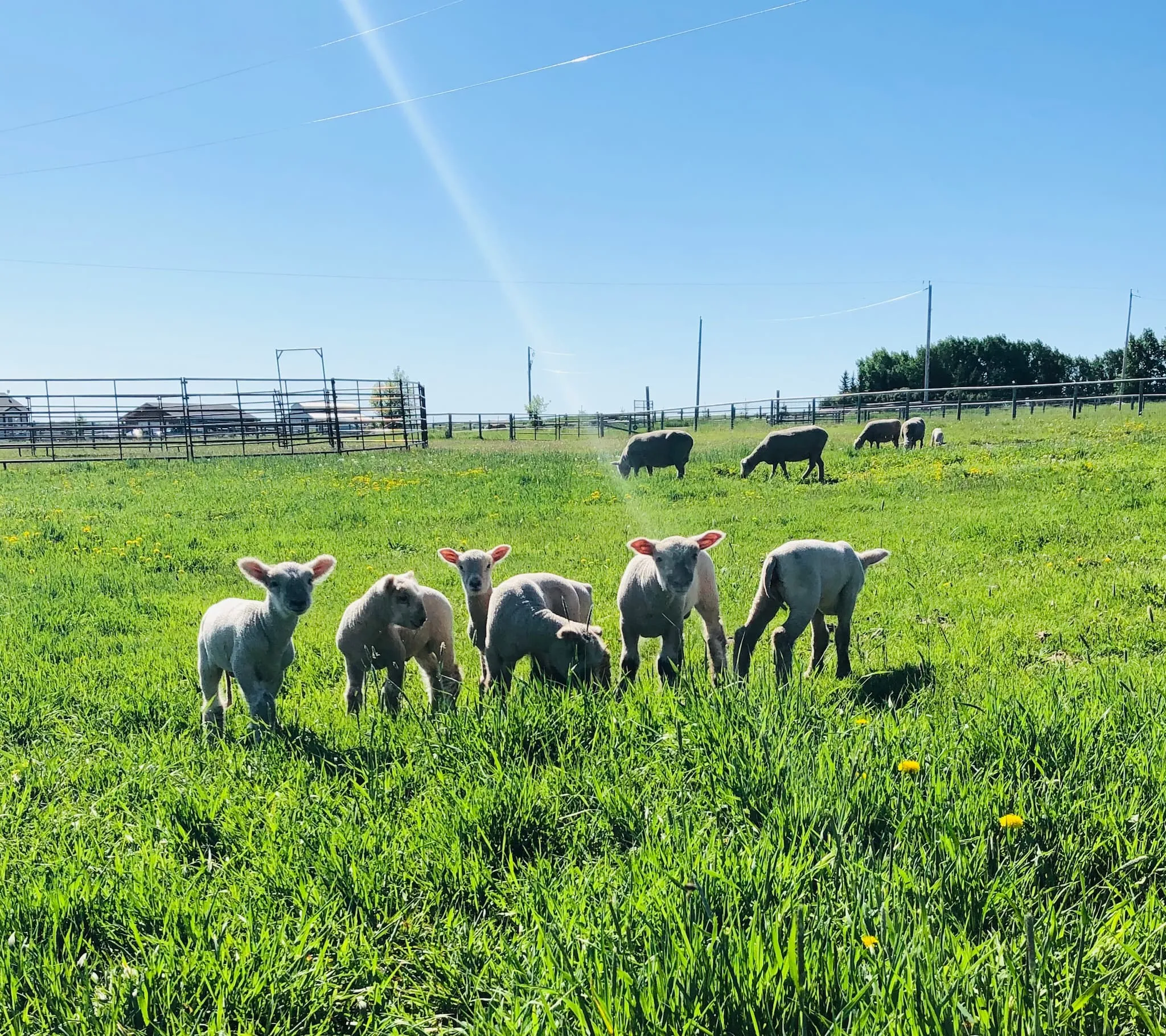 June 2021 Lamb Gang - group of lambs