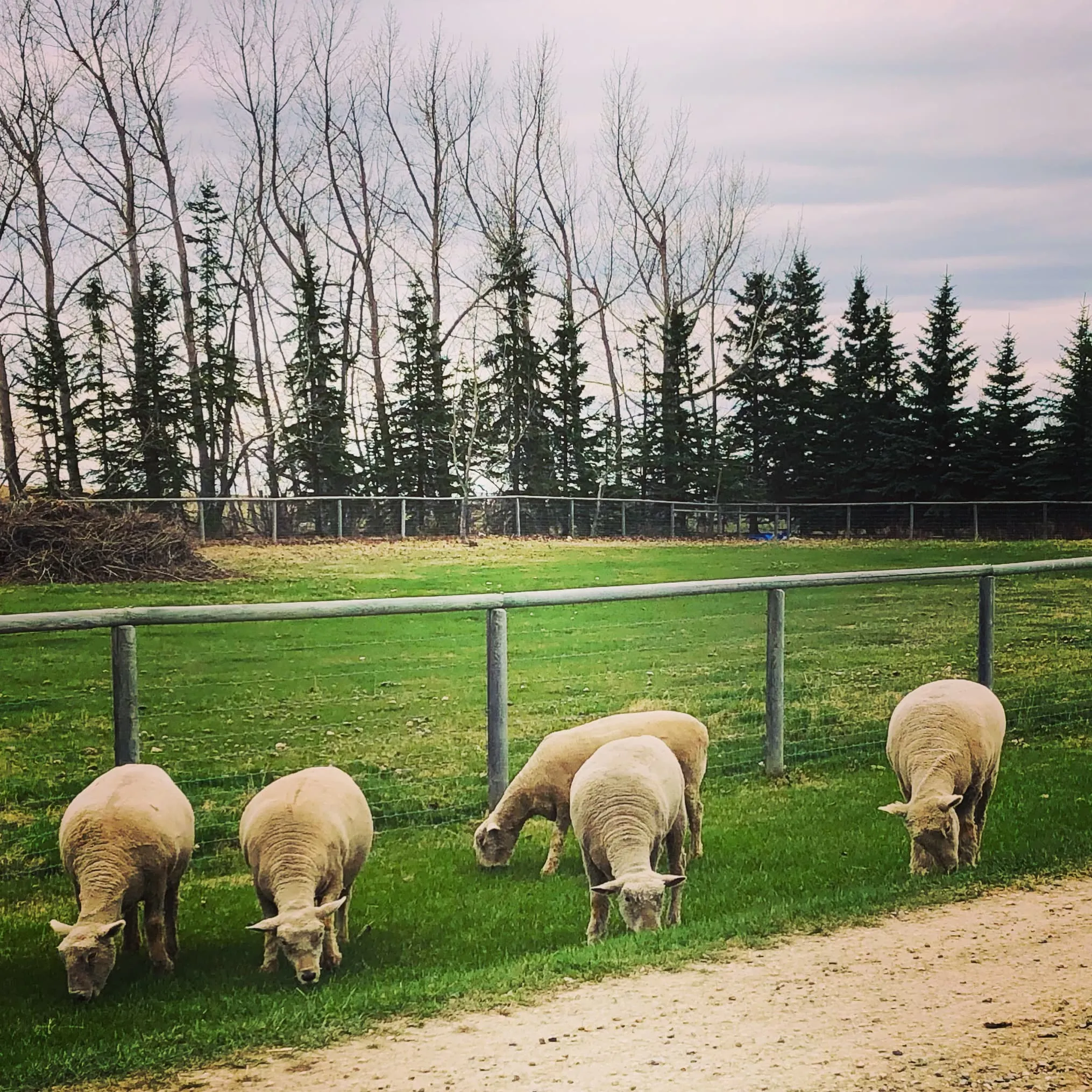 Spring 2020 - newborn lambs