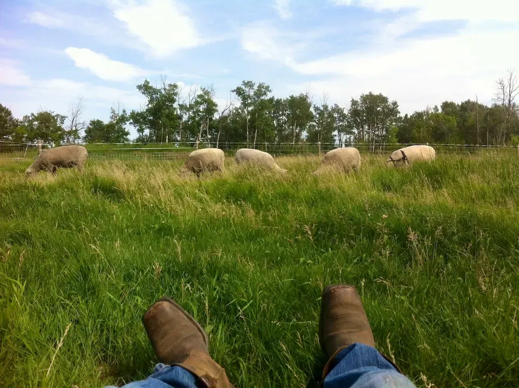 Sheep boots - City & Country Southdowns quality livestock