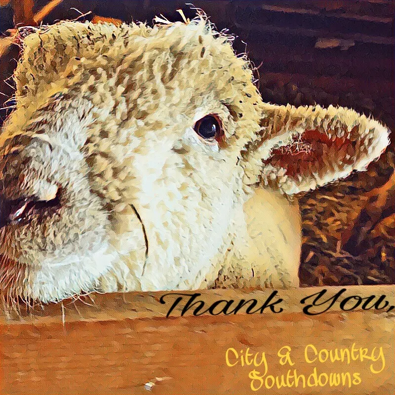 Thank you for visiting City & Country Southdowns