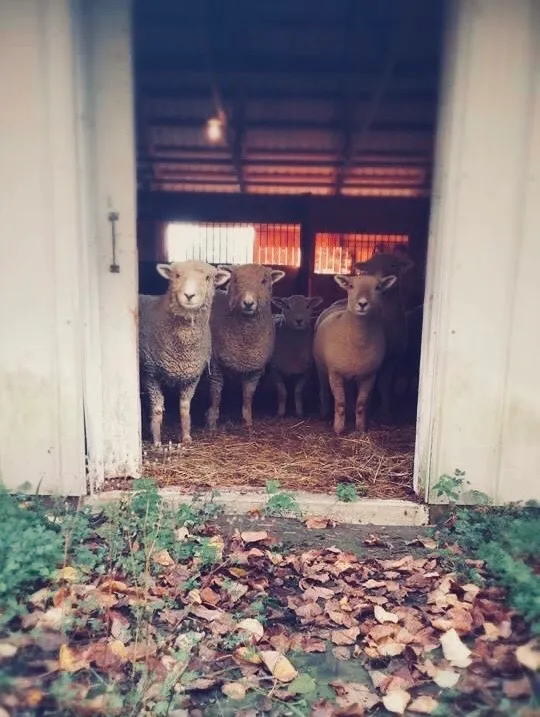 Fall - autumn scene with sheep