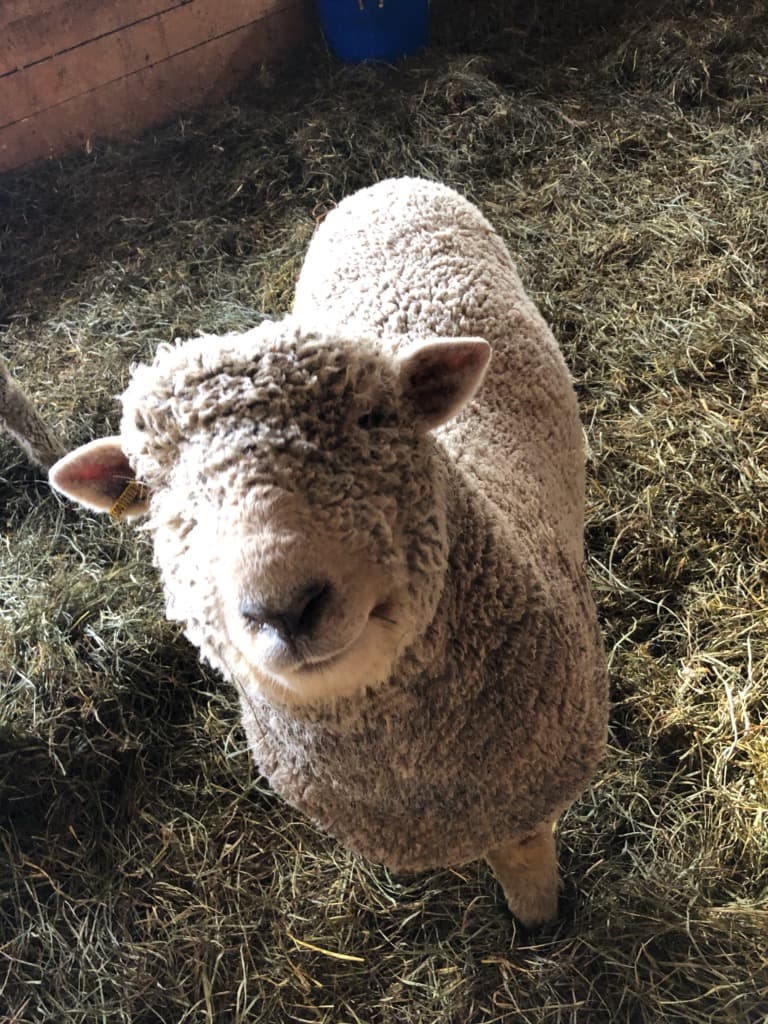 A sheep named Hercules