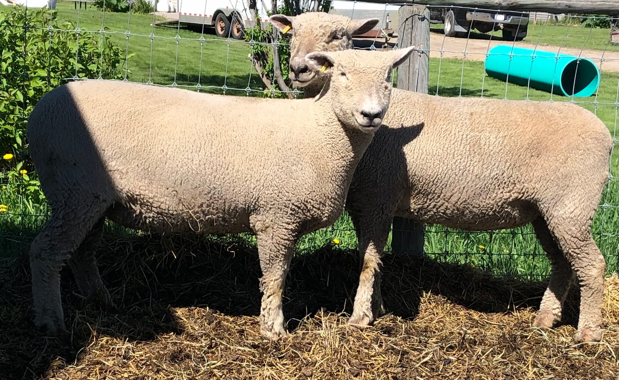 Hollie & Hailey 2021 Yearling ewes